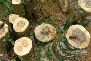 Điếu Cày Kỳ Nam